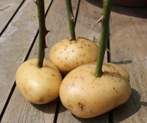 Как вырастить розы в картофеле. Эффективный метод укоренения