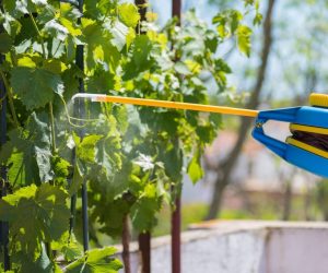 Чем обработать виноград осенью от мучнистой росы