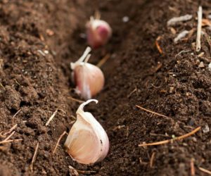 5 основных ошибок огородников при посадке озимого чеснока