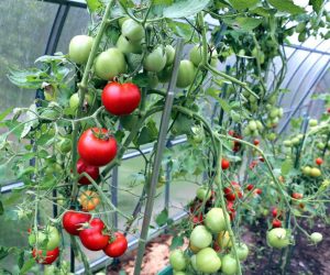Что можно сажать вместе с помидорами в теплице