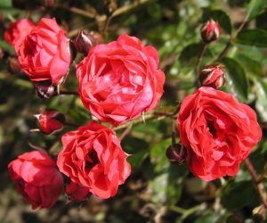 Как подготовить розы к зиме. 5 маленьких секретов