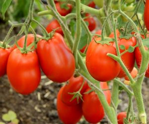 Готовимся к посеву томатов на рассаду. Выбираем детерминантные сорта для открытого грунта
