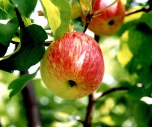 Самые ранние и вкусные сорта яблонь для средней полосы России