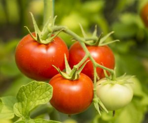 Самые неприхотливые сорта и гибриды помидор для теплиц