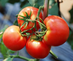 Лучшие низкорослые томаты для теплицы. Выбираем подходящие сорта