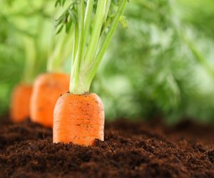 Что можно посадить рядом с морковью на огороде