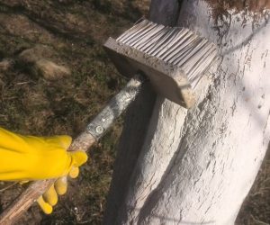 Как побелить яблони весной. Правильная защита деревьев