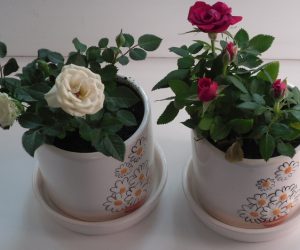 Борная кислота — лучшее удобрение для обильного цветения комнатных роз