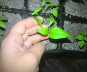 5 маленьких секретов при выращивании рассады перца