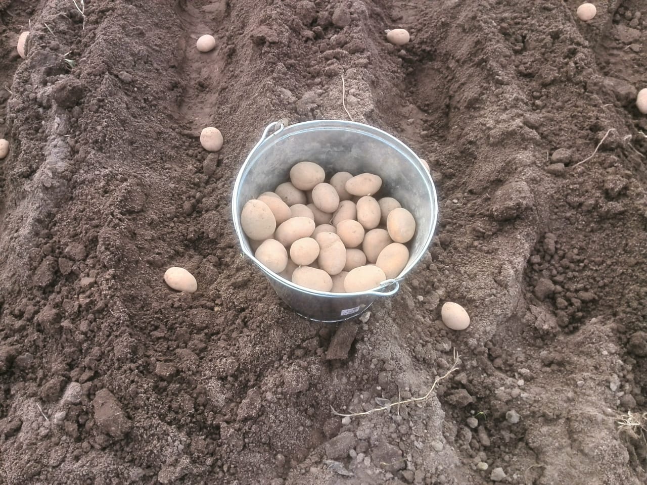 Перед посадки картошку можно. Посадка картофеля. Посадка картошки. Посев картофеля. Лунки для картошки.