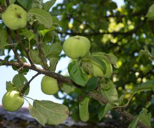 Что делать, если незрелые плоды опадают с яблони