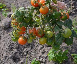 Что посадить рядом с томатами на огороде