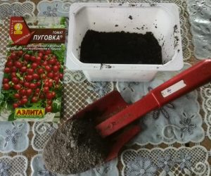 Когда сеять томаты на рассаду