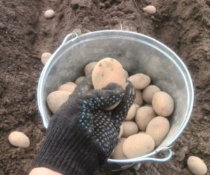 Что добавить в лунку при посадке картофеля, чтобы избавиться от проволочника