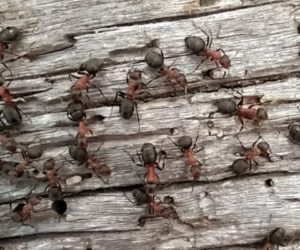 Как навсегда избавиться от муравьев на огороде. Мои проверенные способы